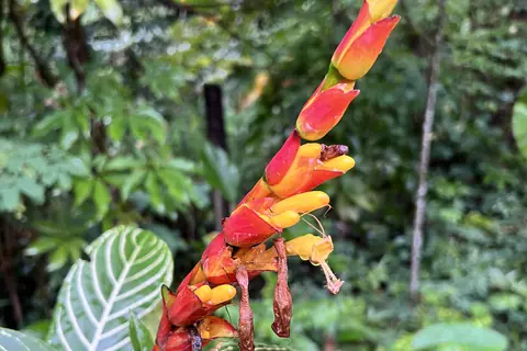 Leuchtende tropische Blüte im Botanischen Garten