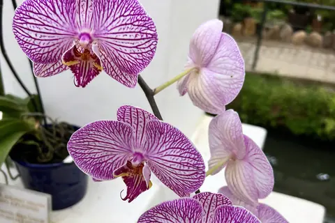 Orchideen im Botanischen Garten von Rio