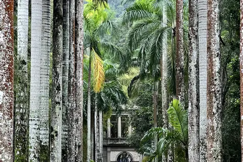 Allee hoher Königspalmen im Botanischen Garten von Rio de Janeiro