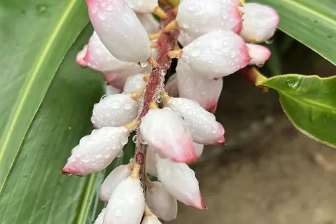 Blütenknospen mit Regentropfen auf einem grünen Blatt im Botanischen Garten