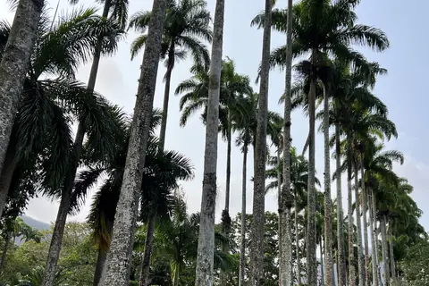 Allee hoher Palmen in Rio de Janeiro